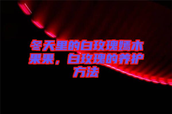 冬天里的白玫瑰嫣木果果，白玫瑰的養護方法